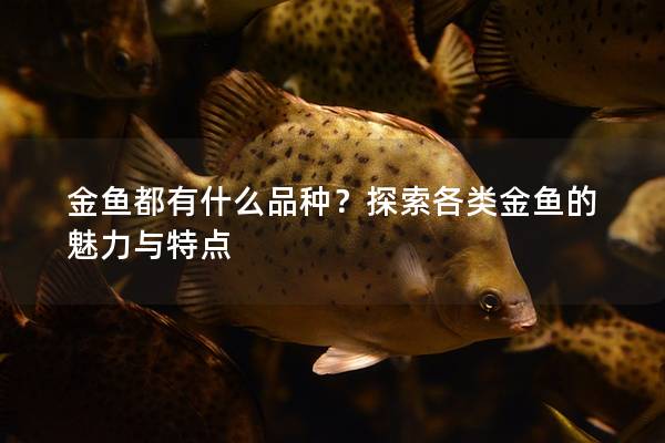 金魚都有什么品種？探索各類金魚的魅力與特點